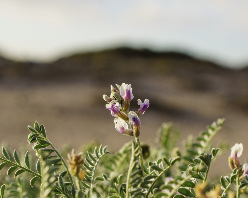 Astragalus harbisonii photo 3