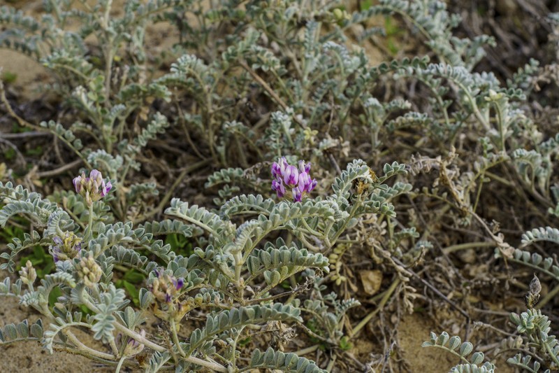 Astragalus harbisonii photo 4
