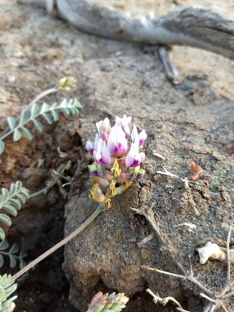 Astragalus harbisonii photo 5