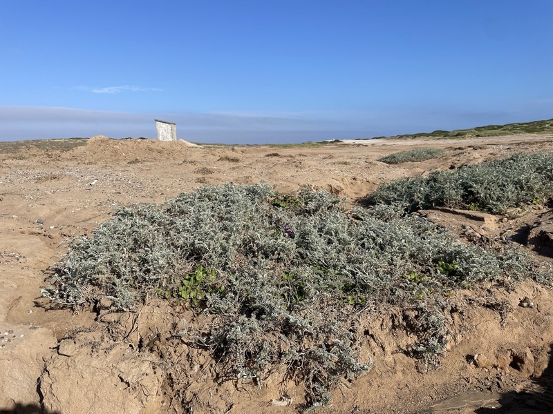Astragalus harbisonii photo 6