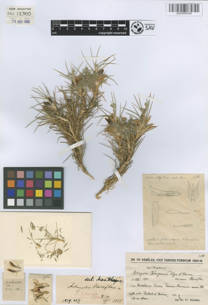 Astragalus hareftae