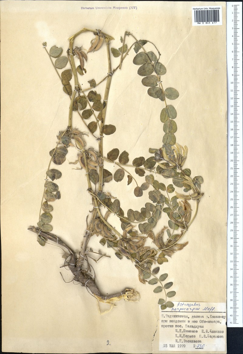 Astragalus harpocarpus