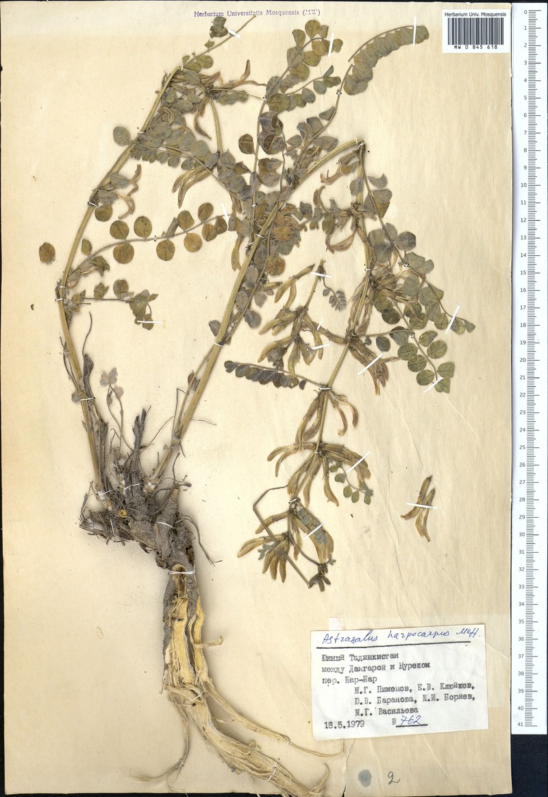 Astragalus harpocarpus photo 2