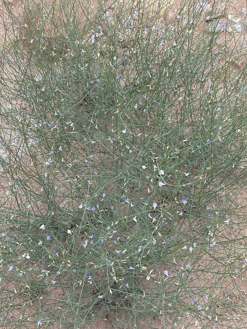 Harrison's Milkvetch