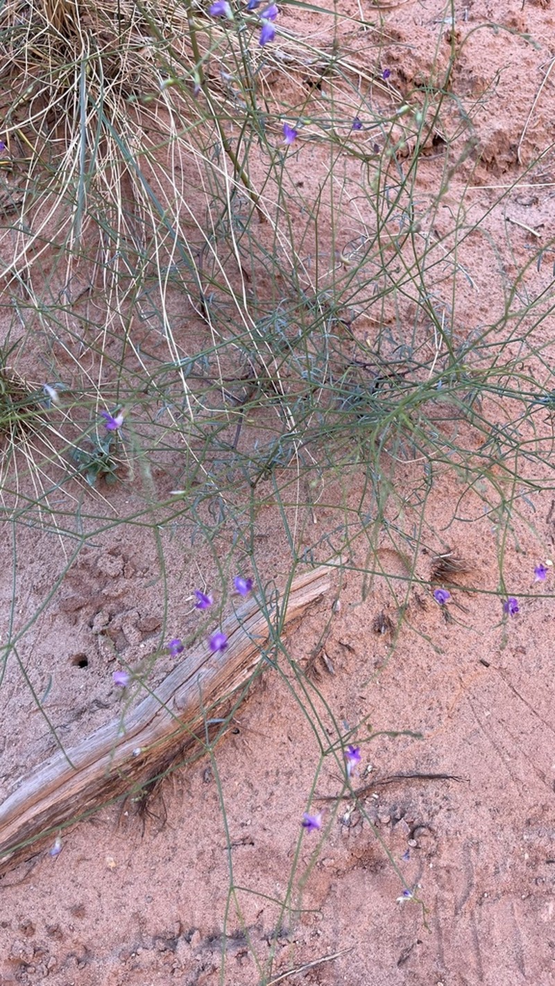 Harrison's Milkvetch photo 3