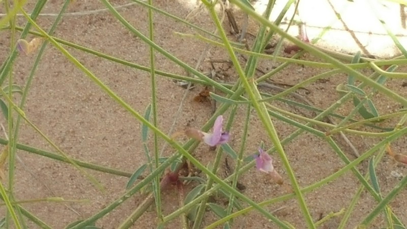 Harrison's Milkvetch photo 4