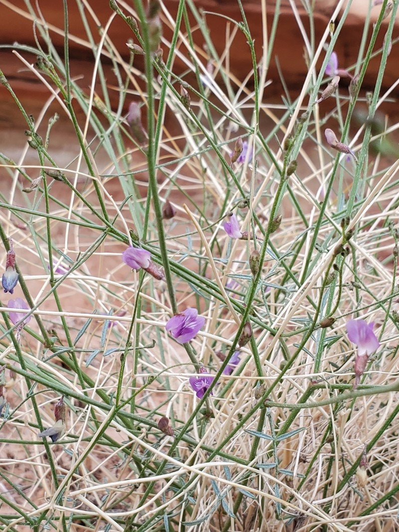 Harrison's Milkvetch photo 5