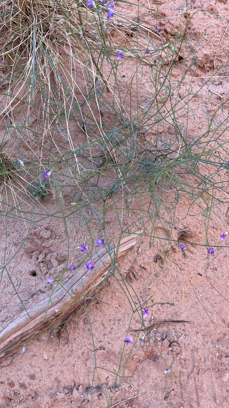 Harrison's Milkvetch photo 6