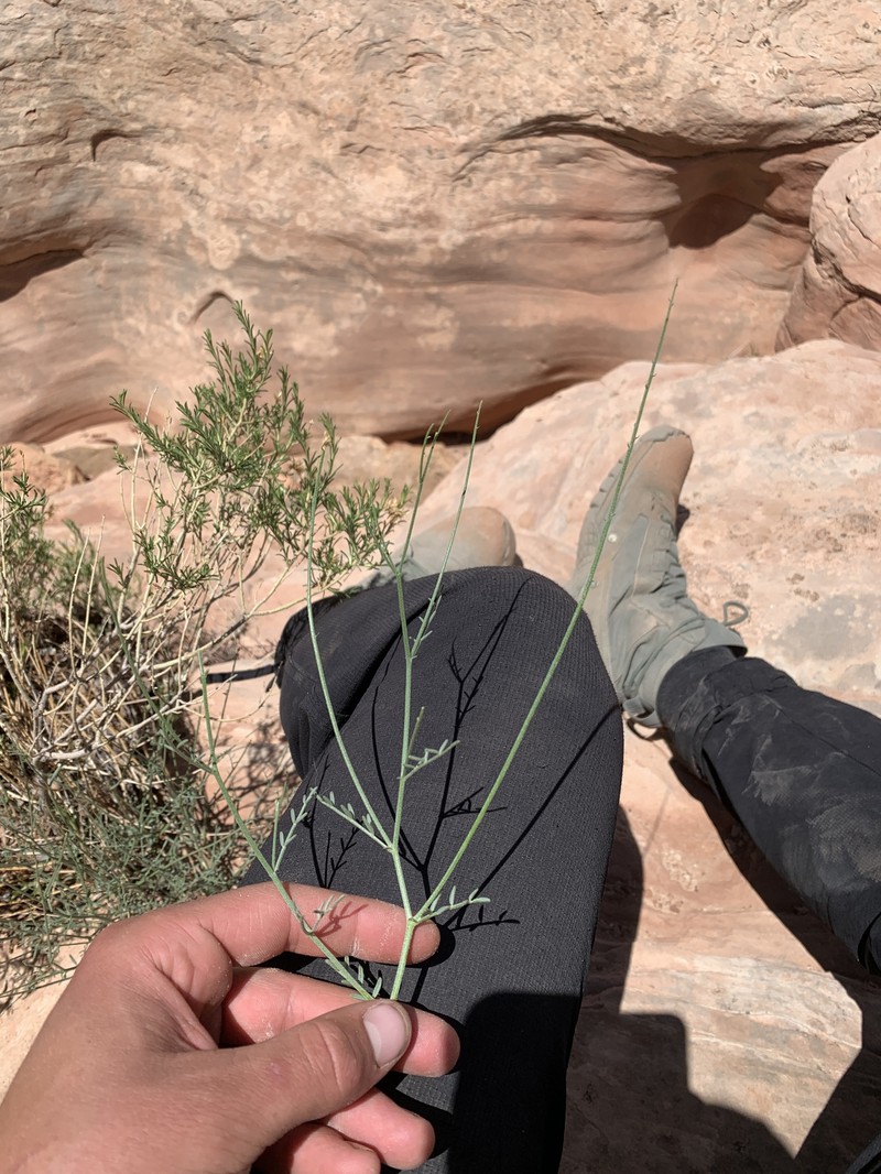 Harrison's Milkvetch photo 7