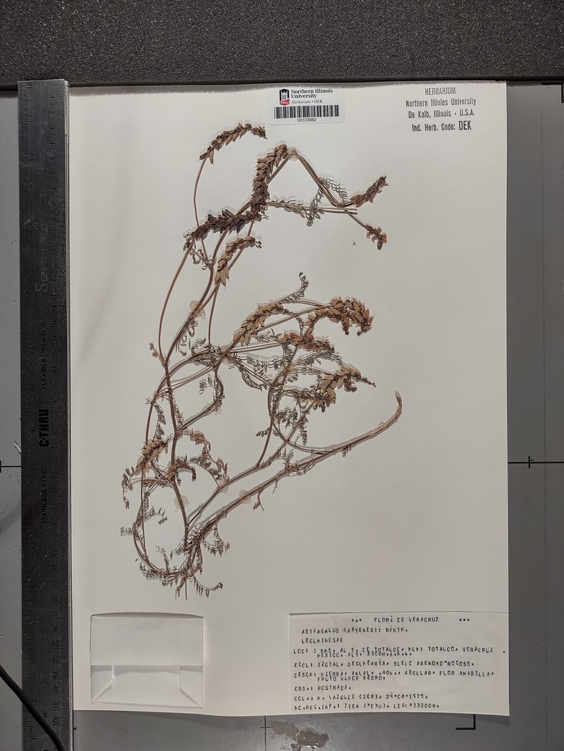 Hartweg's Milkvetch