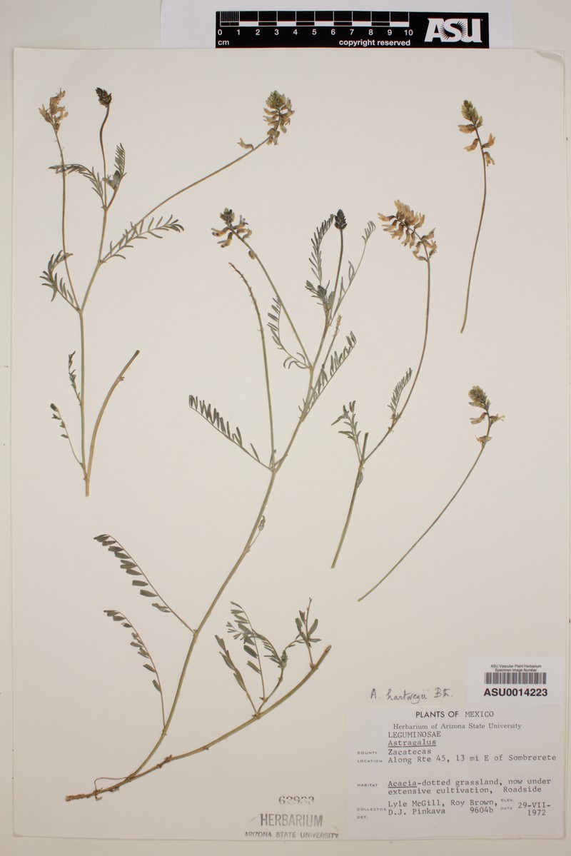 Hartweg's Milkvetch photo 2