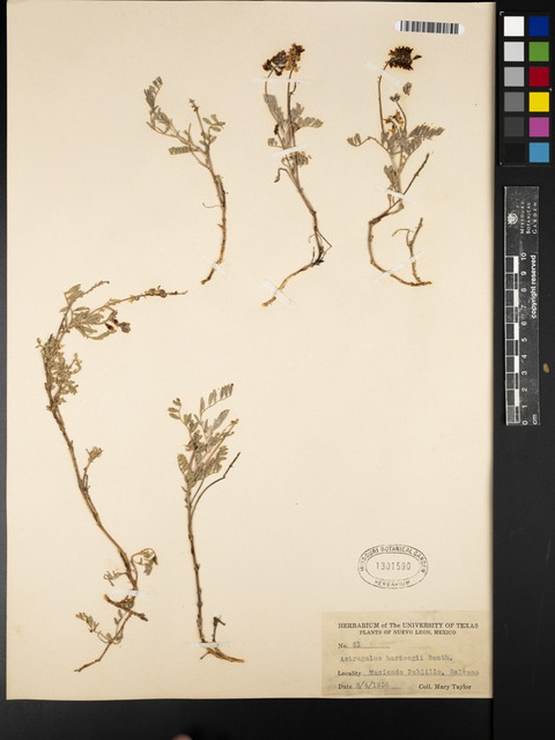 Hartweg's Milkvetch