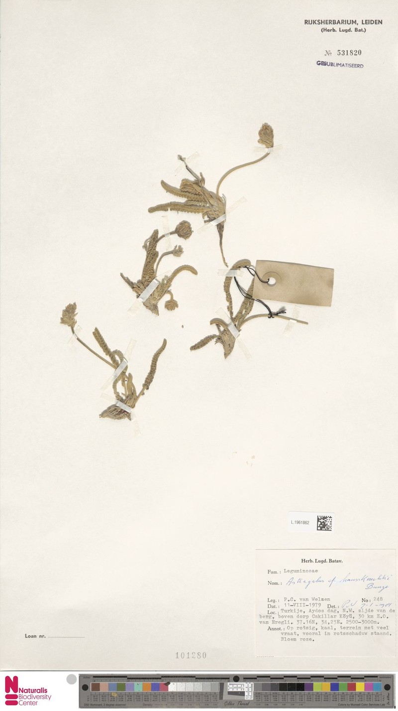 Astragalus hausknechtii