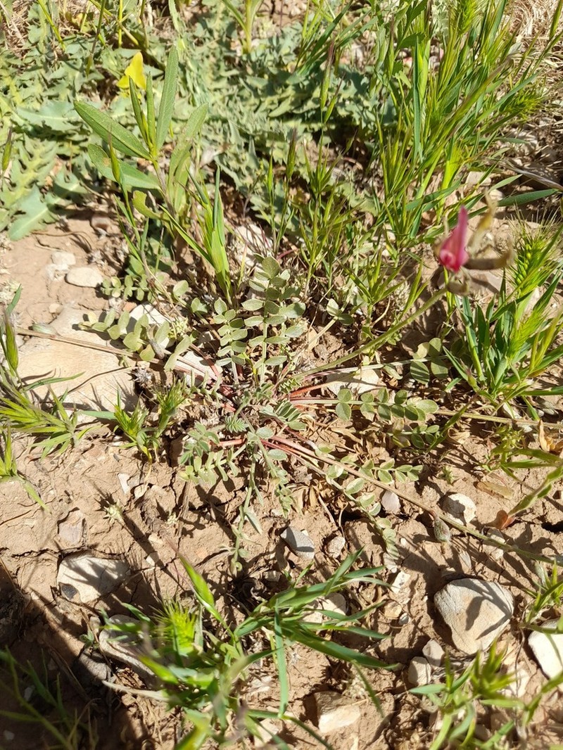 Astragalus hecatae