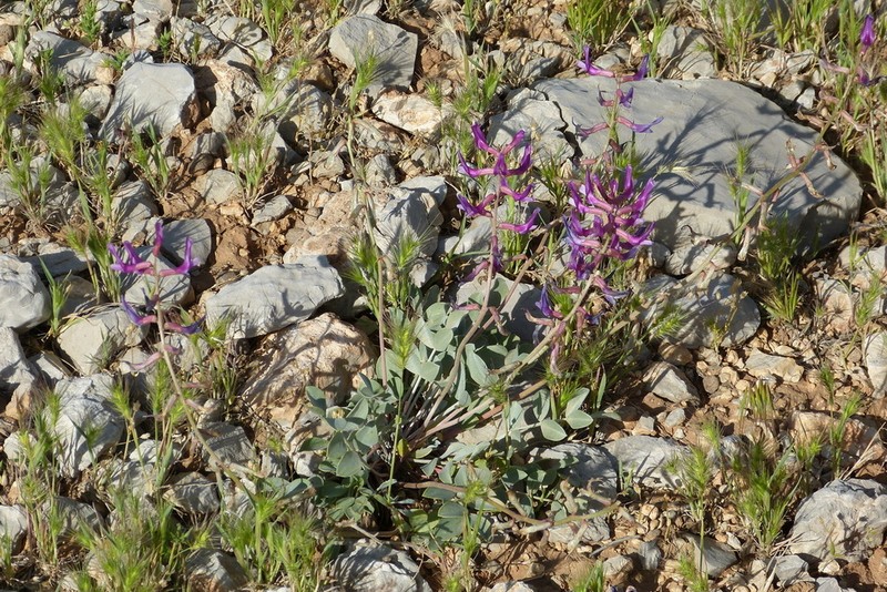 Astragalus hecatae photo 2