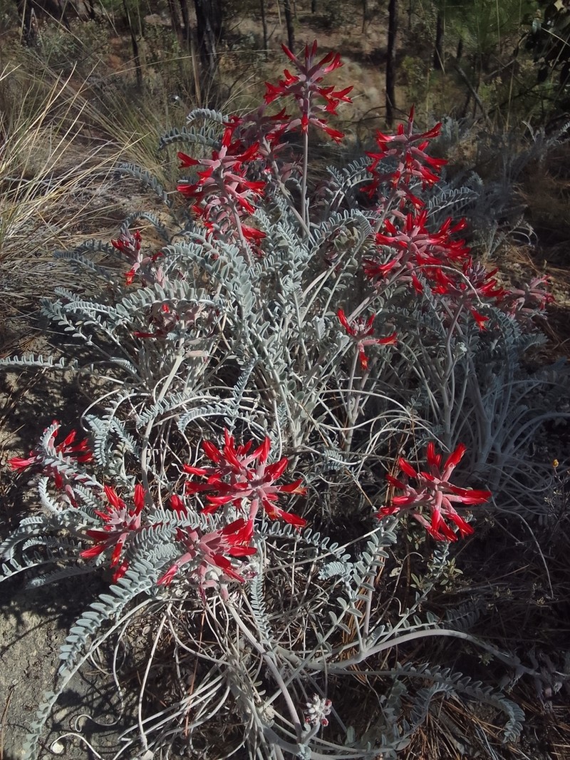 Astragalus helleri