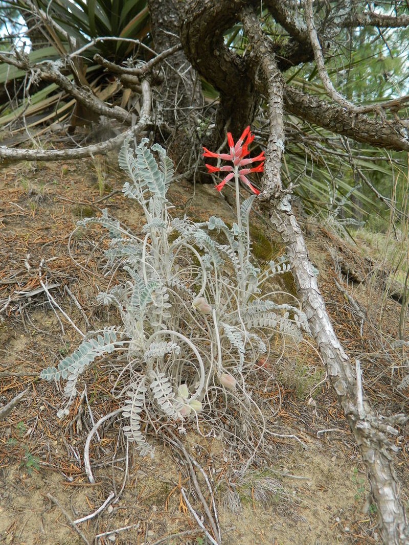 Astragalus helleri photo 2