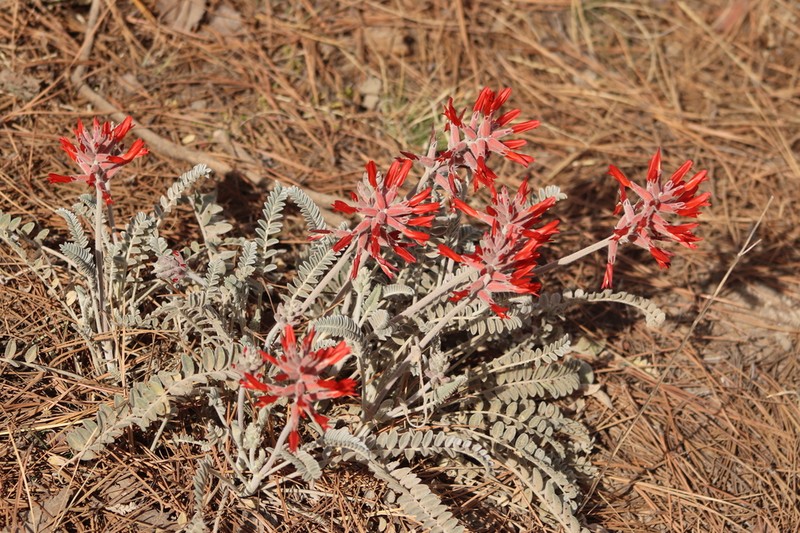 Astragalus helleri photo 3