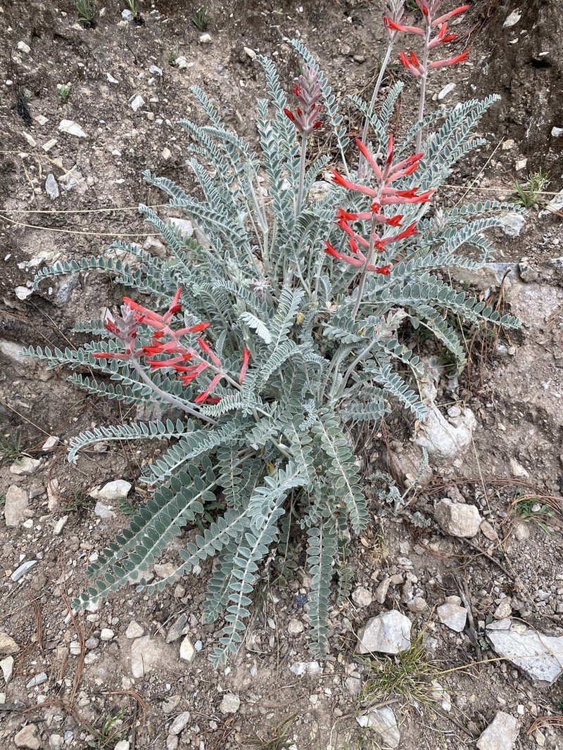 Astragalus helleri photo 4