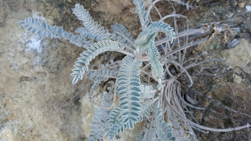 Astragalus helleri photo 5