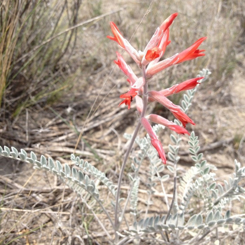 Astragalus helleri photo 6