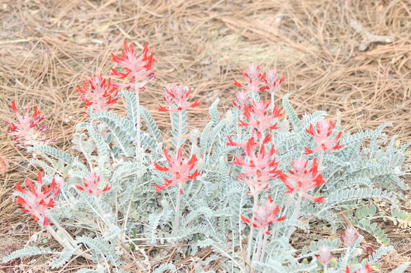 Astragalus helleri photo 7