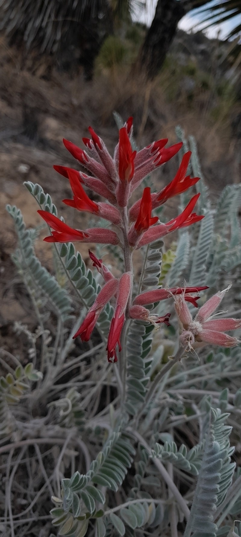 Astragalus helleri photo 8