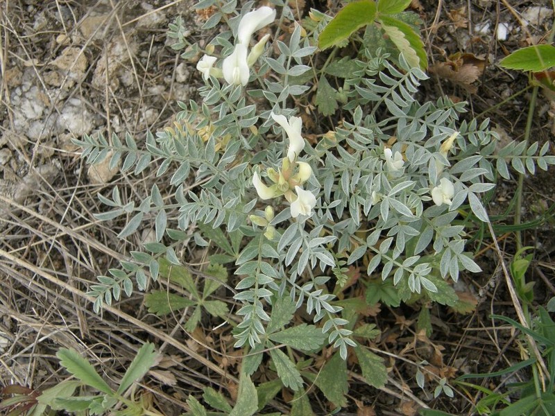 Astragalus helmii photo 2