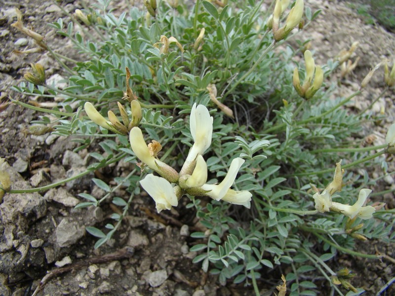 Astragalus helmii photo 3