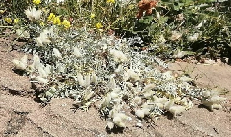 Astragalus helmii photo 4