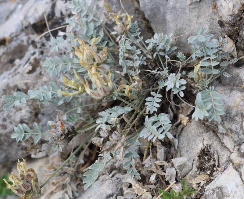 Astragalus helmii photo 5