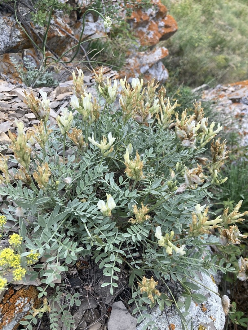 Astragalus helmii photo 6