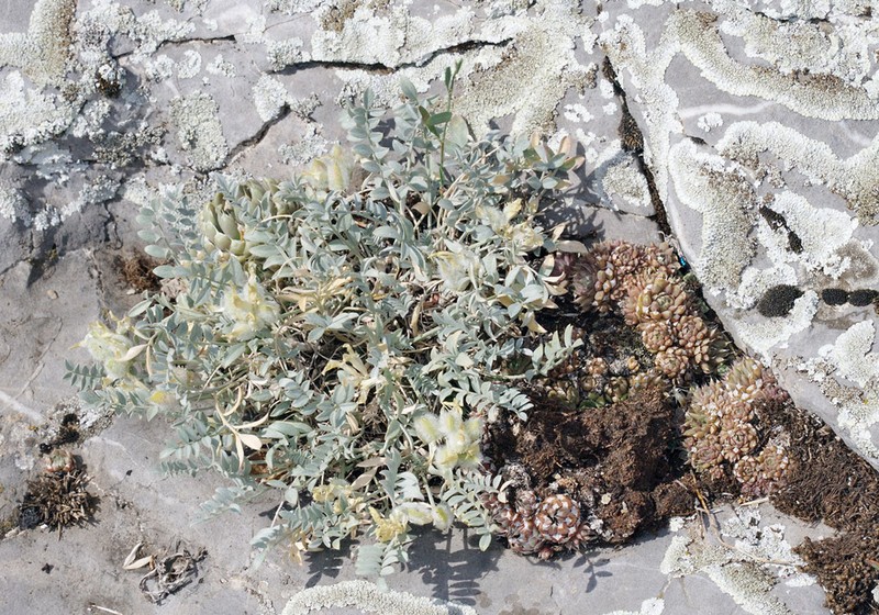 Astragalus helmii photo 7