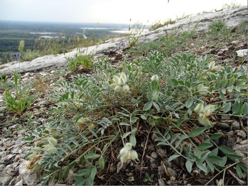 Astragalus helmii photo 8