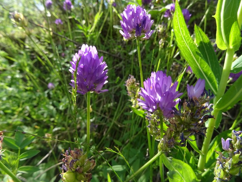 Astragalus hemiphaca
