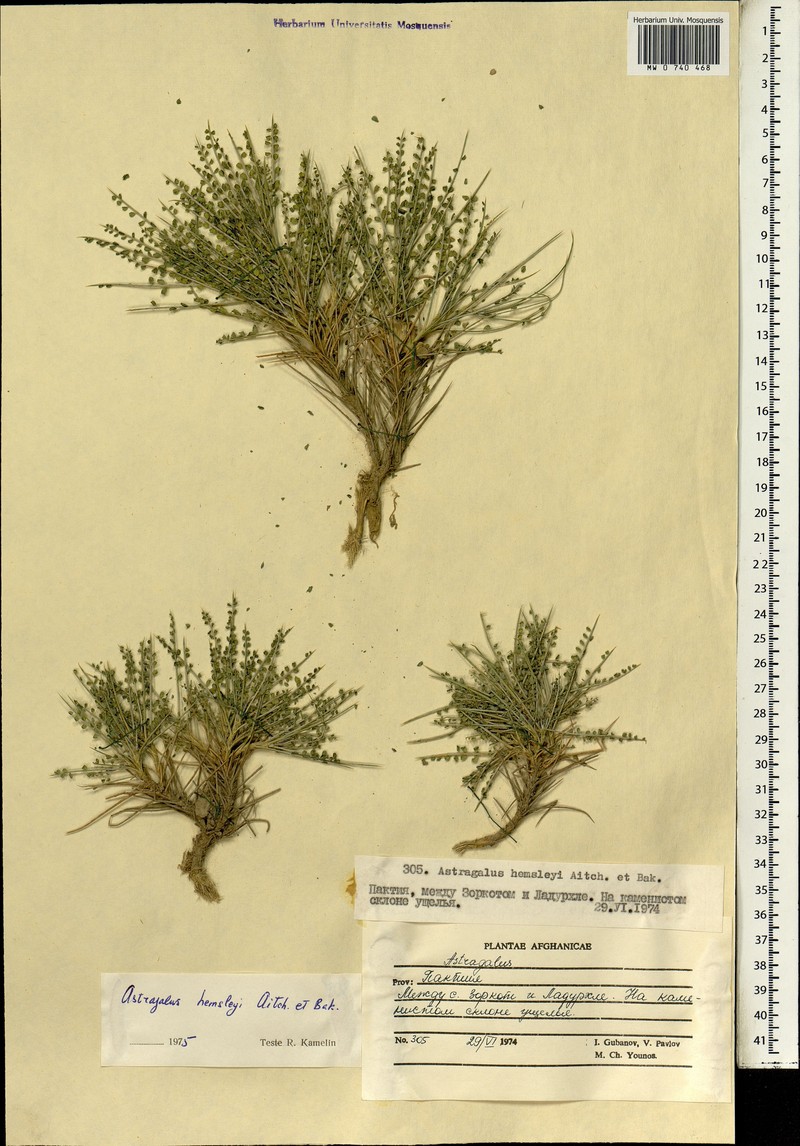 Astragalus hemsleyi