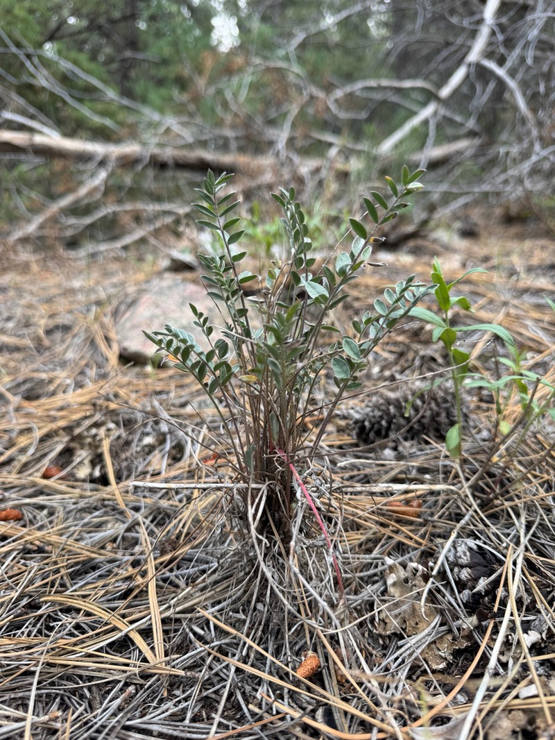 Astragalus henrimontanensis