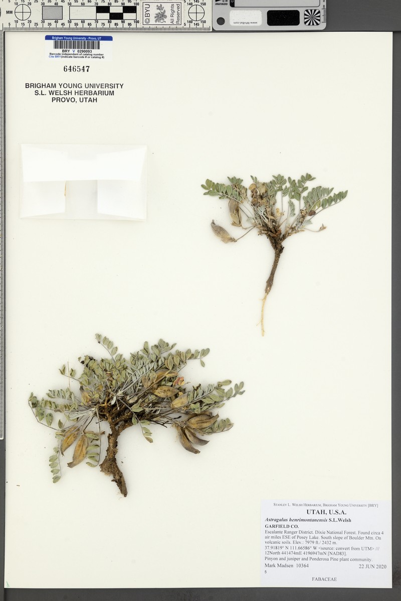 Astragalus henrimontanensis photo 3