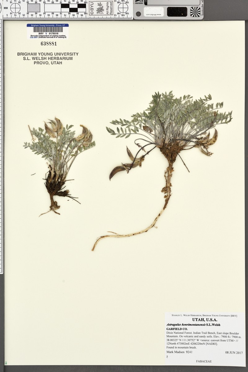 Astragalus henrimontanensis photo 4