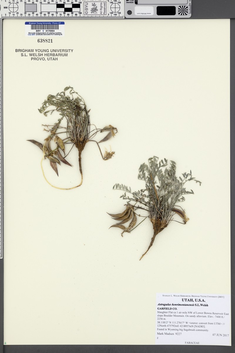 Astragalus henrimontanensis photo 5