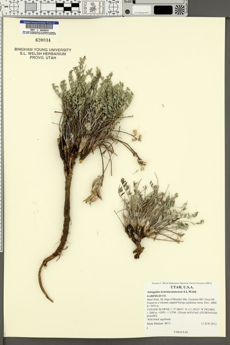 Astragalus henrimontanensis photo 6