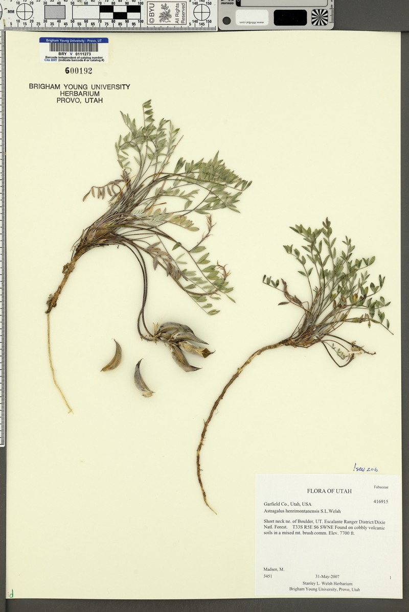 Astragalus henrimontanensis photo 7