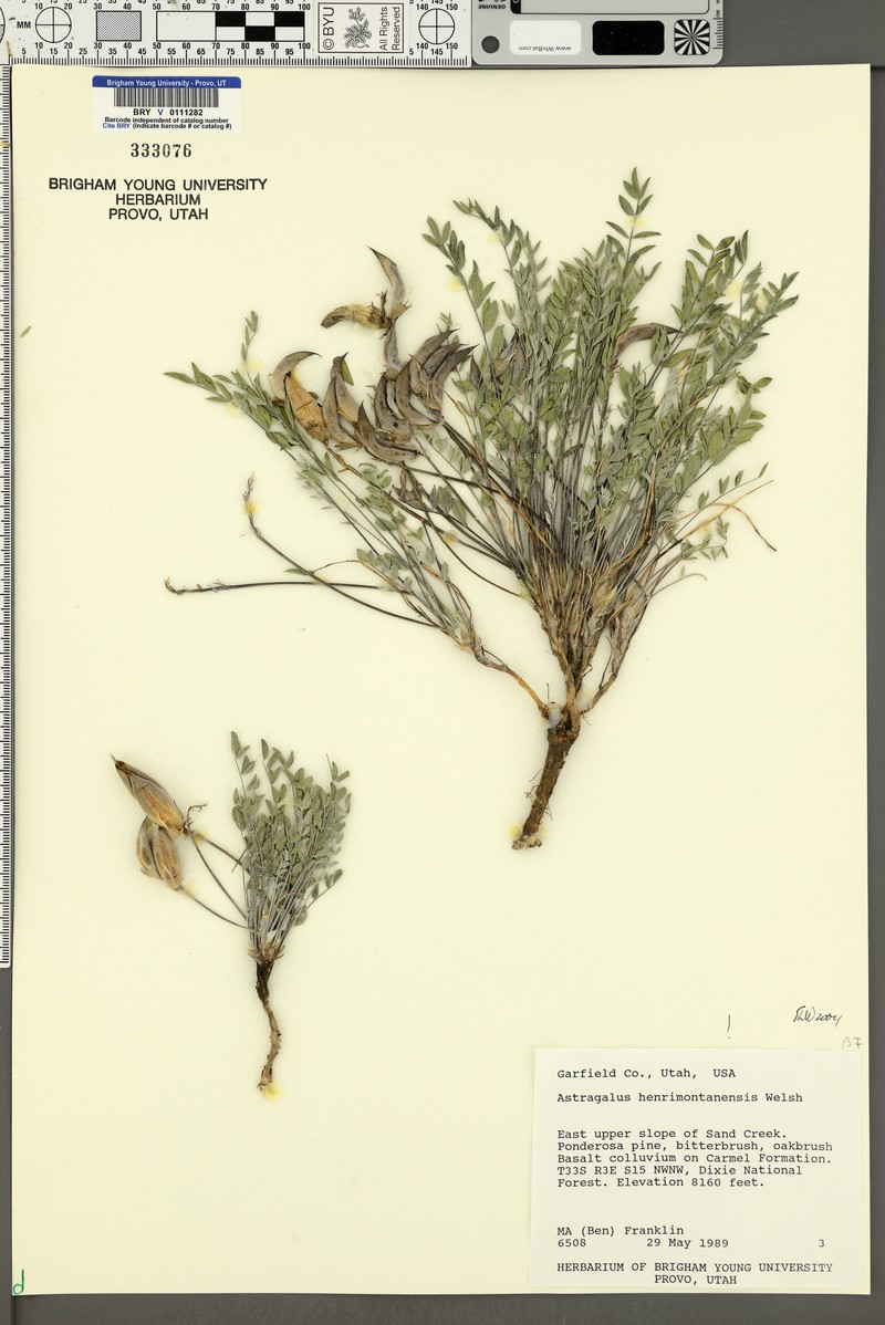 Astragalus henrimontanensis photo 8