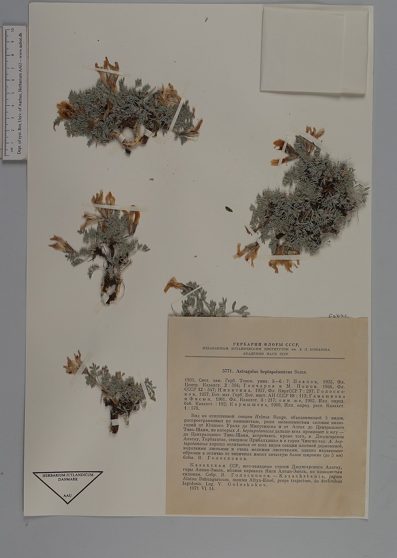 Astragalus heptapotamicus photo 3