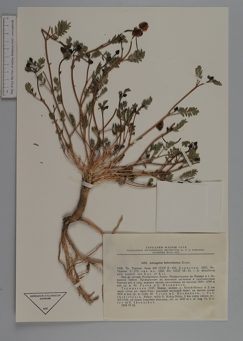 Astragalus heterodontus