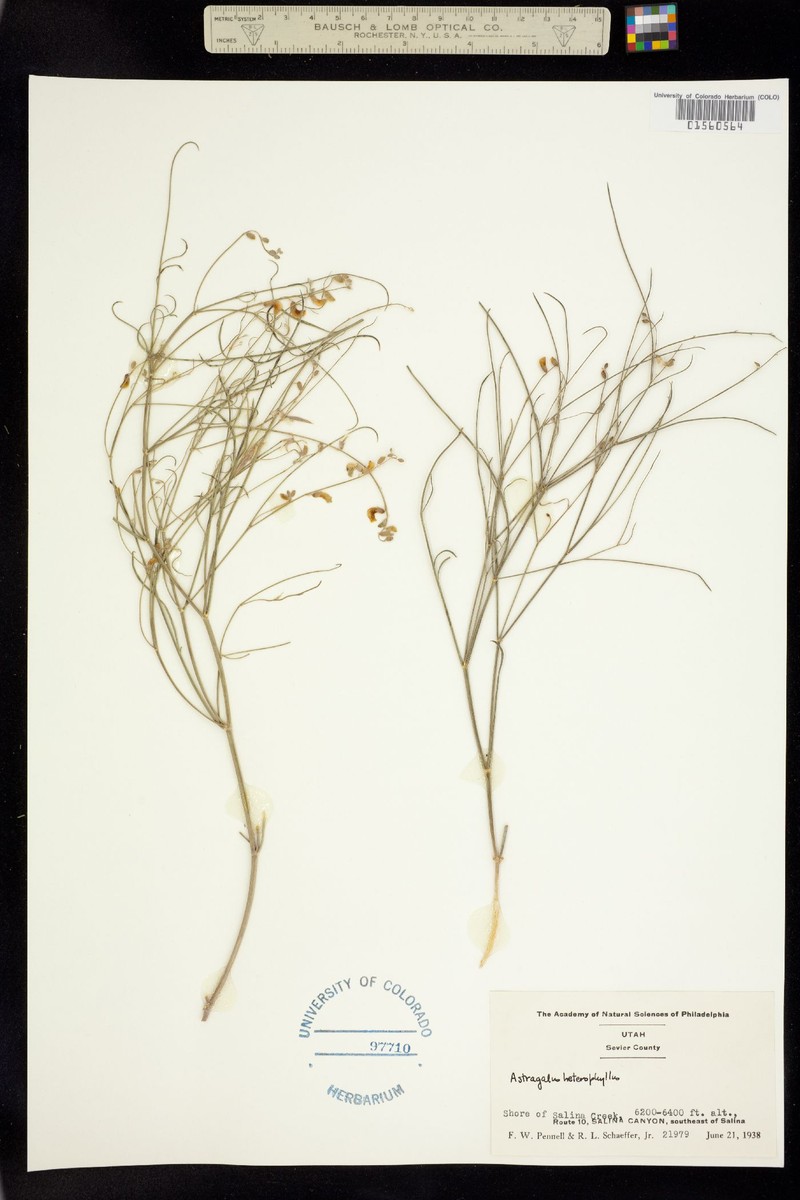 Astragalus heterophyllus