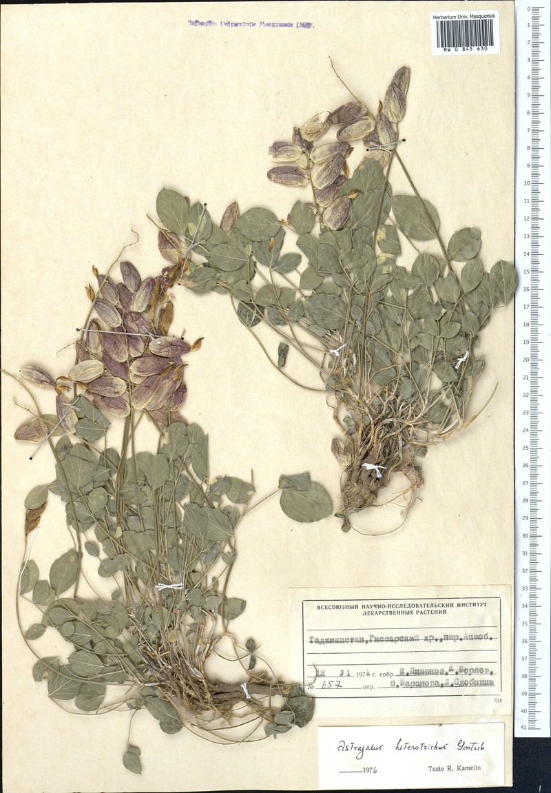Astragalus heterotrichus
