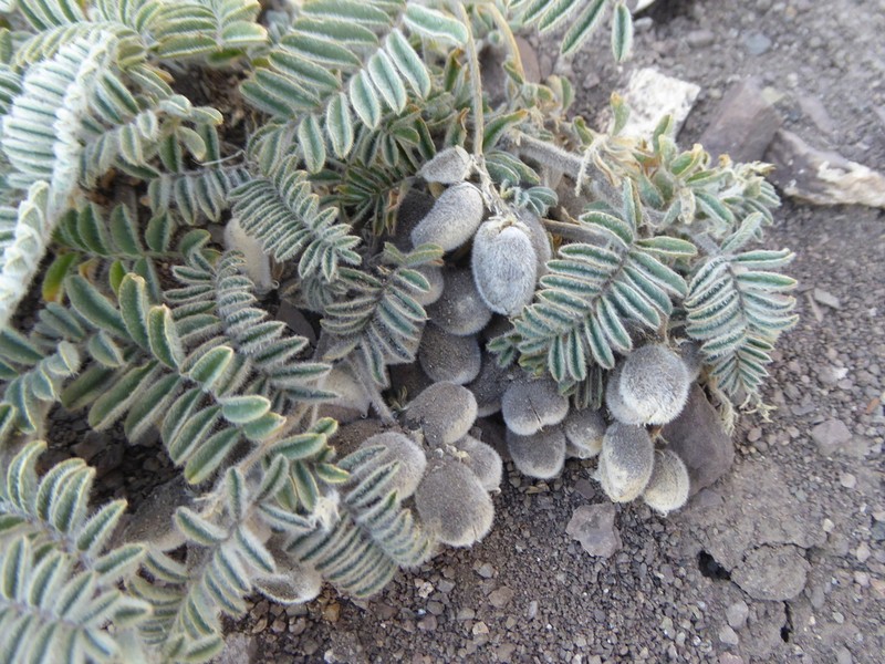 Astragalus hickenii