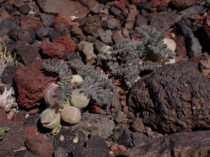 Astragalus hickenii photo 2