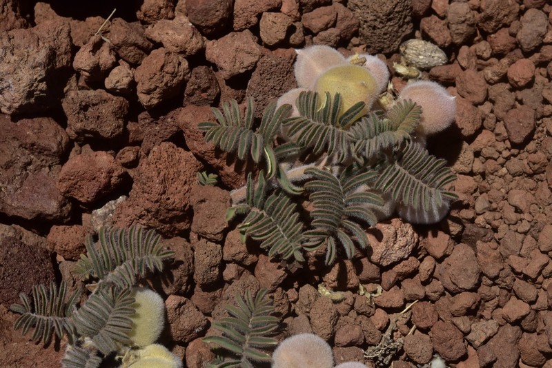 Astragalus hickenii photo 3